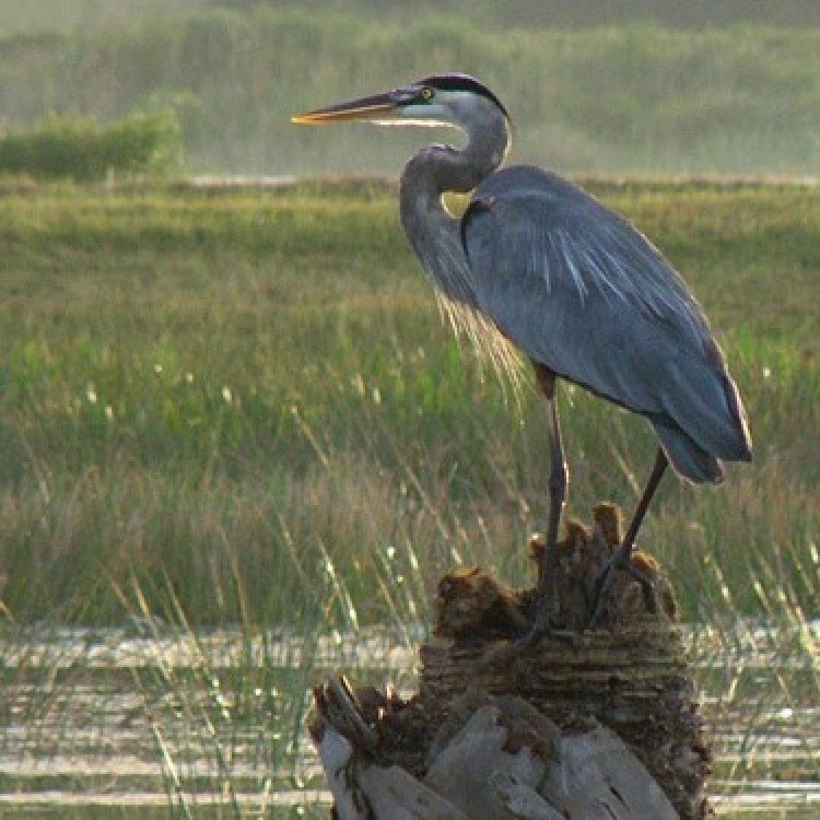 Wildlife: Blue Heron (FL) | ThriftyFun