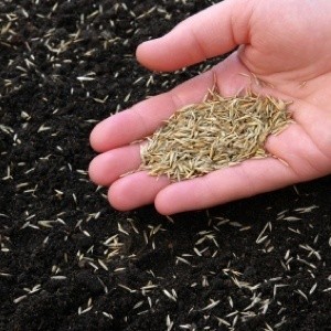 Grass seed being put down on top soil.