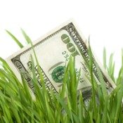 A hundred dollar bill between grass blades.