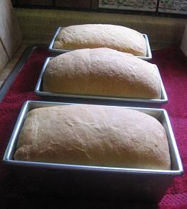Bread in pans after being baked.