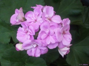 A pink geranium in bloom in late winter, in Moorpark, CA.