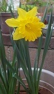 A yellow daffodil in bloom, in Moorpark, CA.
