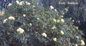 A yellow flowering bush that is blooming in late winter, in Moorpark, CA.
