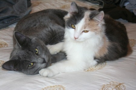 A grey cat and a calico cat lying on a bed together.