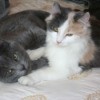 A grey cat and a calico cat lying on a bed together.
