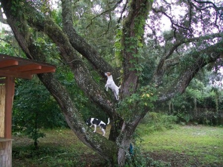 Jack Russel and Rat Terrier dogs standinog up in the branches of a large tree