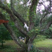 Jack Russel and Rat Terrier dogs standinog up in the branches of a large tree