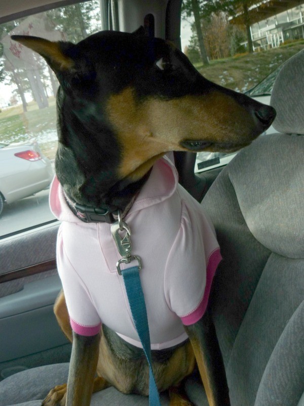 Doberman Pincher wearing shirt in car