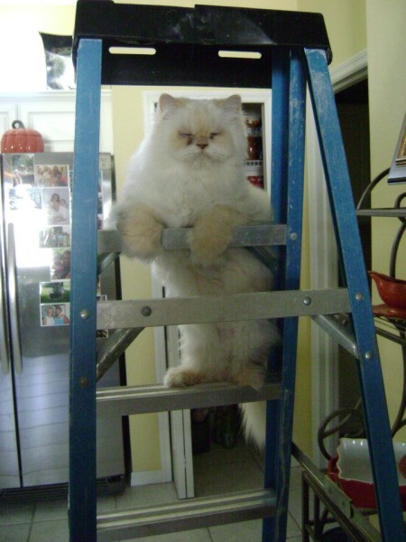 Bentley on ladder.