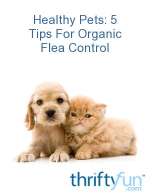 Healthy Pets: 5 Tips For Organic Flea Control | ThriftyFun