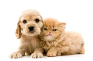 Puppy and kitten.