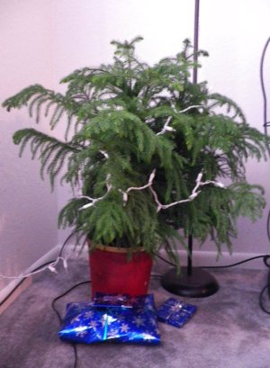 Norfolk pine when healthy.