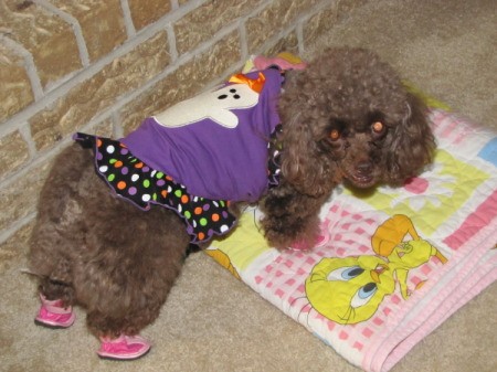 Coco, a toy poodle, wearing a Halloween sweater and pink shoes.