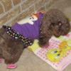 Coco, a toy poodle, wearing a Halloween sweater and pink shoes.