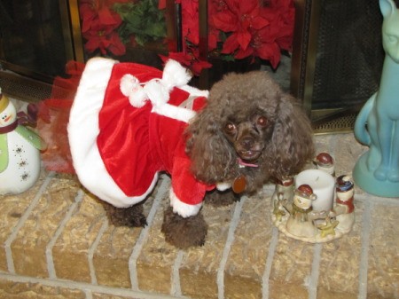 Coco, a toy poodle, wearing a red santa style dress
