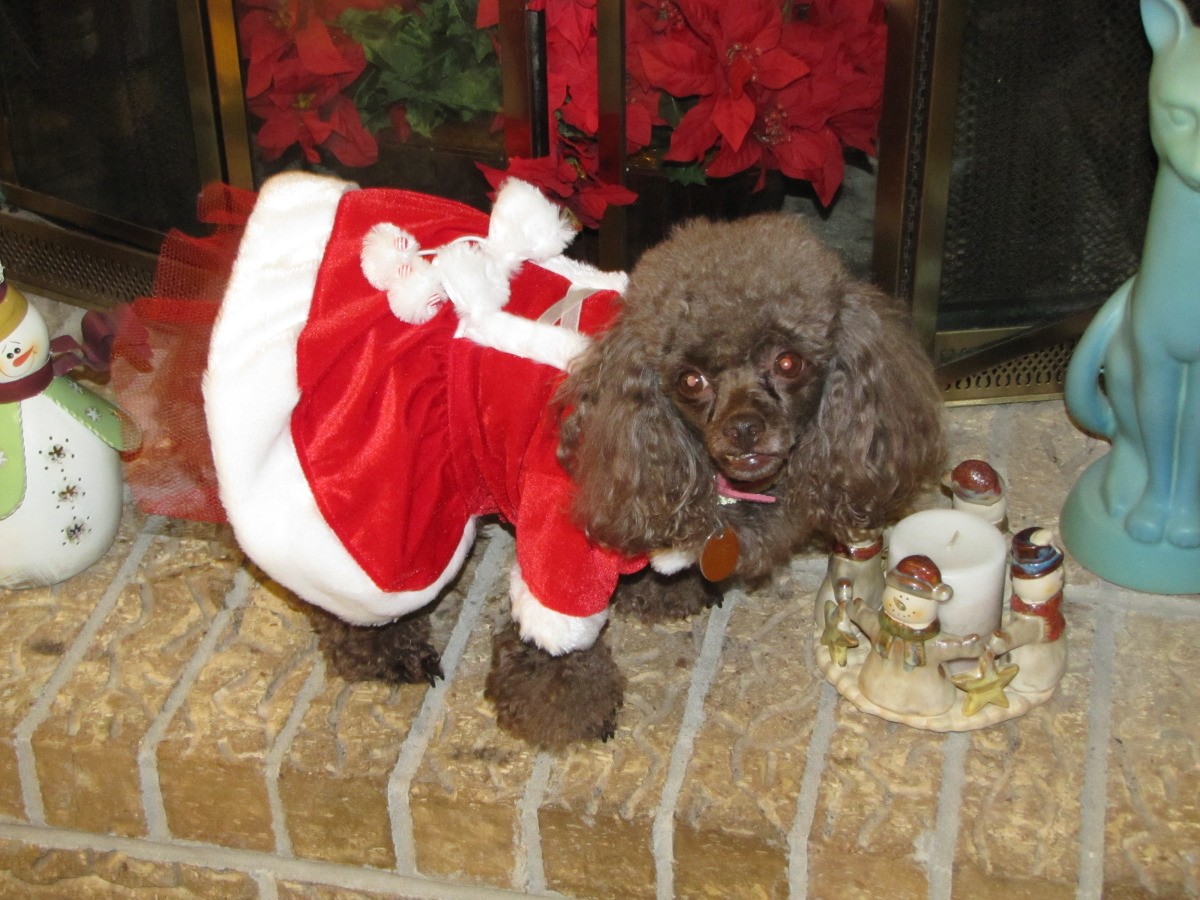 coco dog toy