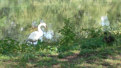 Scenery: A swan at Audubon Park, New Orleans