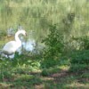 Scenery: A swan at Audubon Park, New Orleans