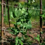 string and branch garden trellis