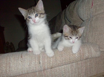 Tink and Prince as kittens 1