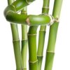 Growing Lucky Bamboo