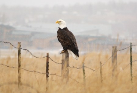 Bald Eagle on a Snowy Day (Gillette, Wyoming)