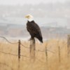 Bald Eagle on a Snowy Day (Gillette, Wyoming)