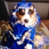 Gonzo (Rat Terrier) in a costume.