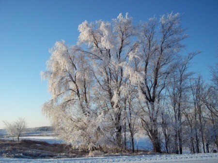 Snowy Trees (Pelican Rapids, MN)