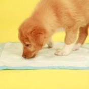 Puppy sniffing piddle pad.
