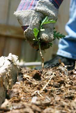 pulling weeds