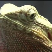 Caring for a Bearded Dragon