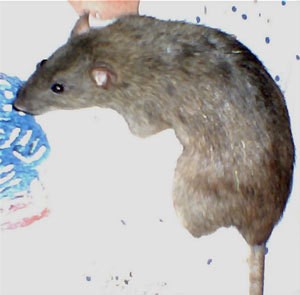Photo of a pet rat named Lady.