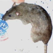 Photo of a pet rat named Lady.