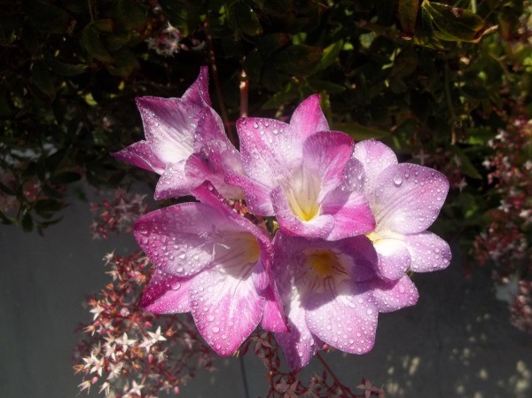 Freesia from Moorpark, CA