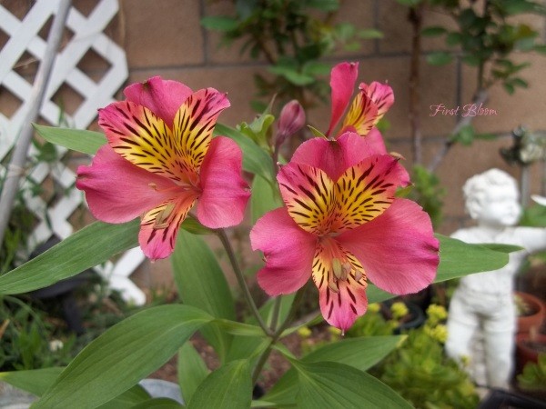 Alstroemeria (Moorpark, CA)