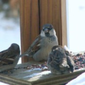 Three birds eating seed on a porch railing.