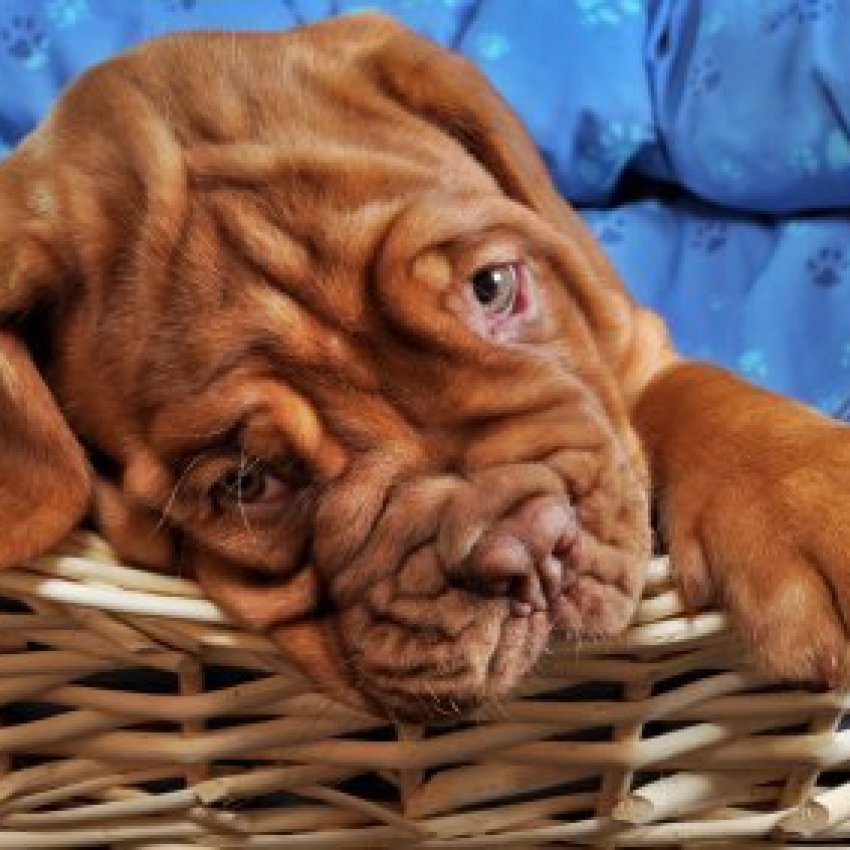 Saving Money on Dog Beds | ThriftyFun