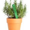 Potted Rosemary plant.