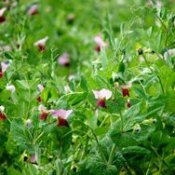 Field Peas