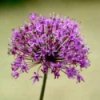Purple allium flower.