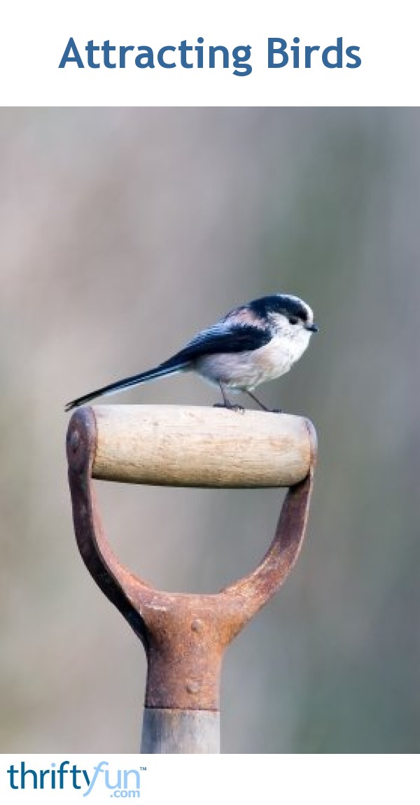 attracting birds thriftyfun attracting birds thriftyfun