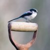 Long tailed tit.