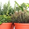 Herbs growing in containers.