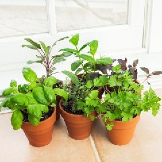 Growing Herbs Indoors ThriftyFun