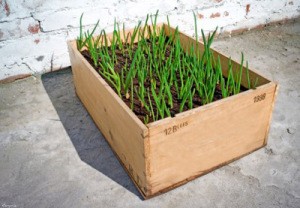 Raised bed.