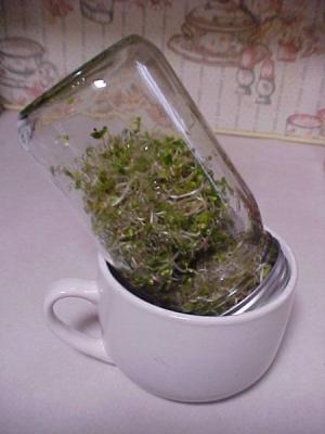 Sprouts in a Jar