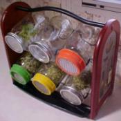 Growing Sprouts In A Jar - Sprout Garden