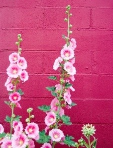 Hollyhocks.