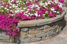 Petunias.